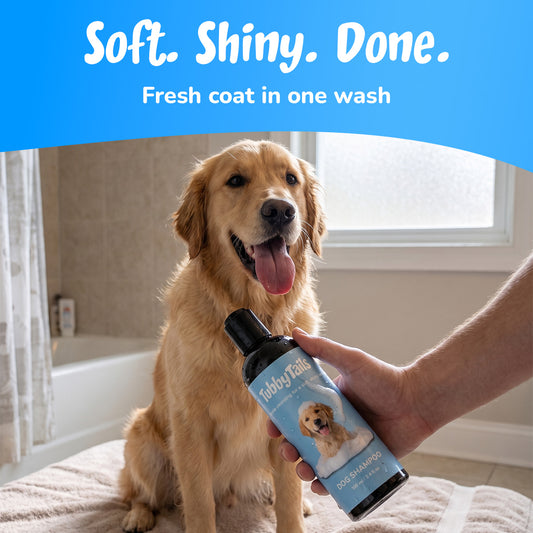 Soft, shiny, done: golden retriever with a fresh coat after one wash
