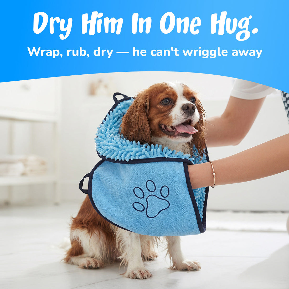Dry him in one hug: spaniel wrapped in the blue towel